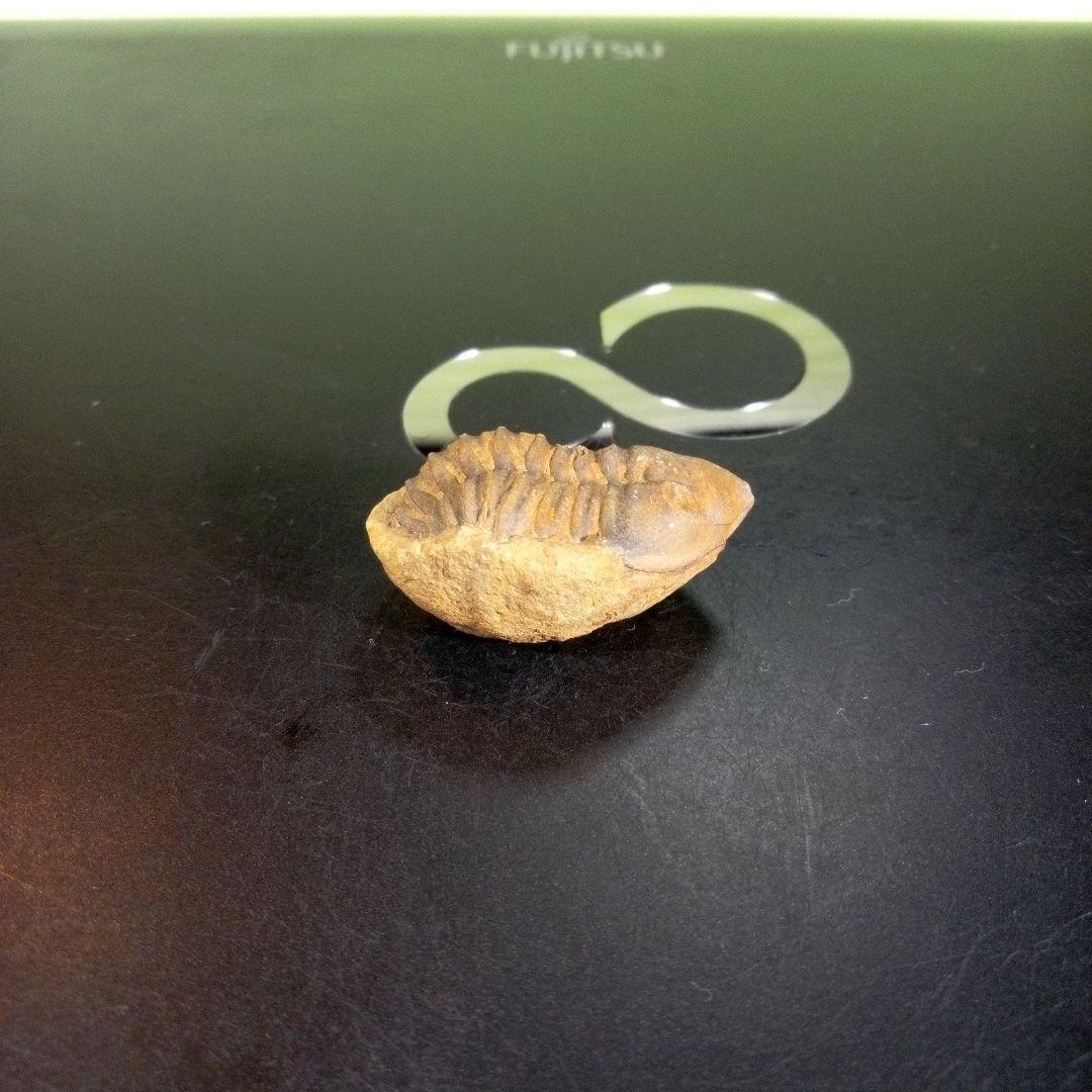 三葉虫　化石　fossil　海　ボリビア産　trilobite　海生動物種別⑦