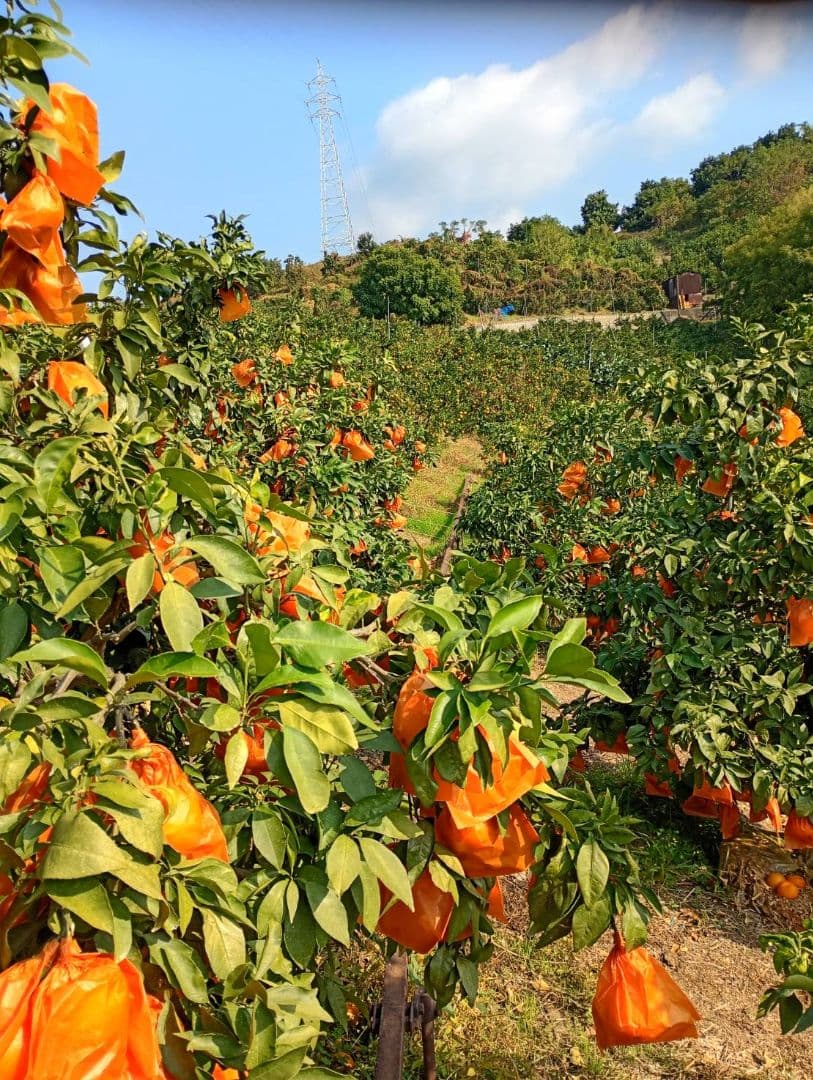 536愛果 まどんな 家庭用 10kg