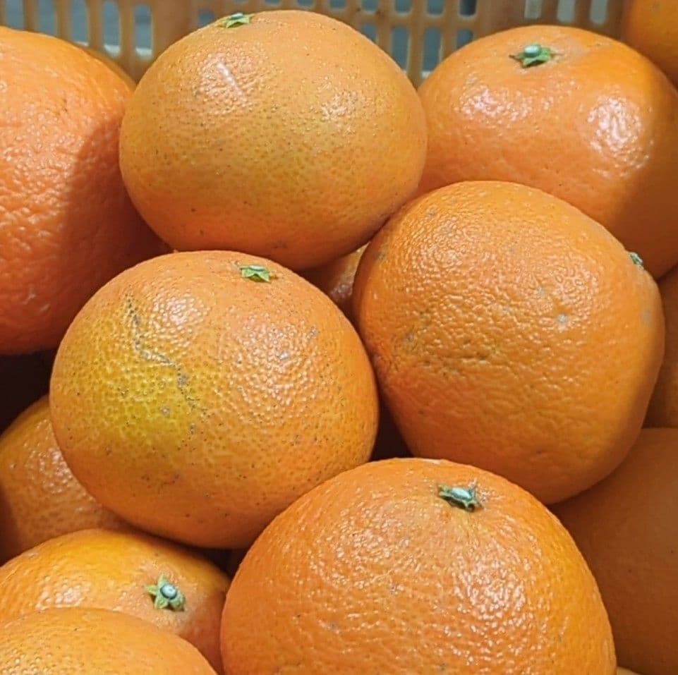 536愛果 まどんな 家庭用 10kg