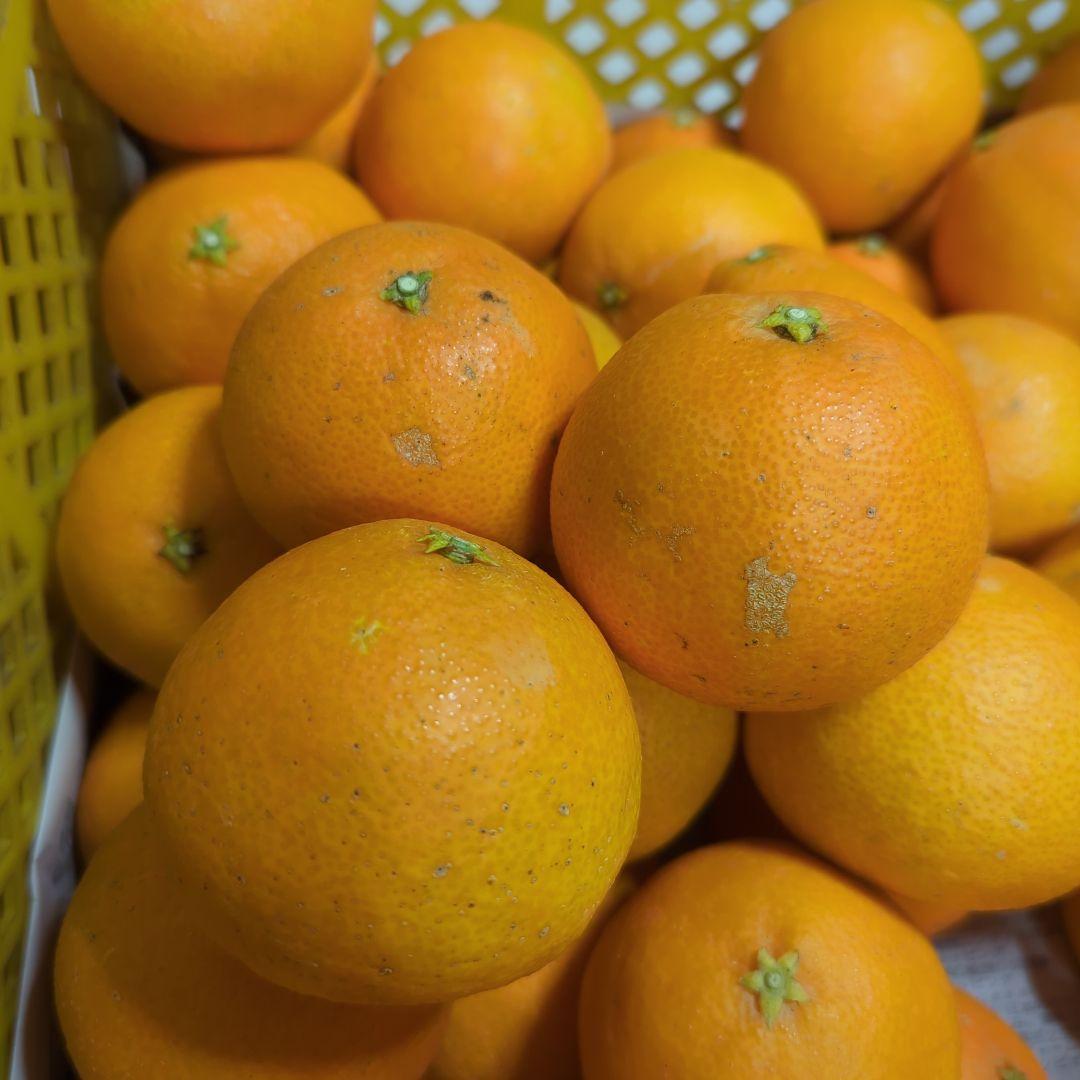 536愛果 まどんな 家庭用 10kg