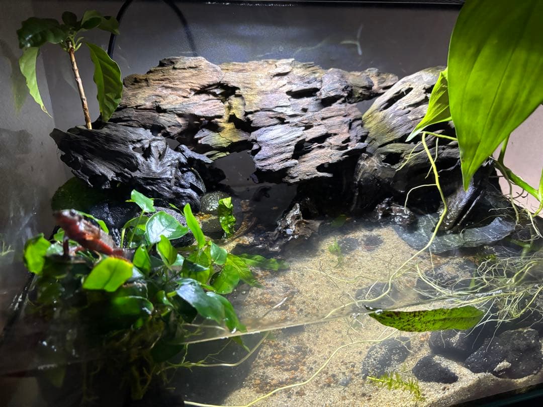 水の滴る45センチ水槽イモリウム