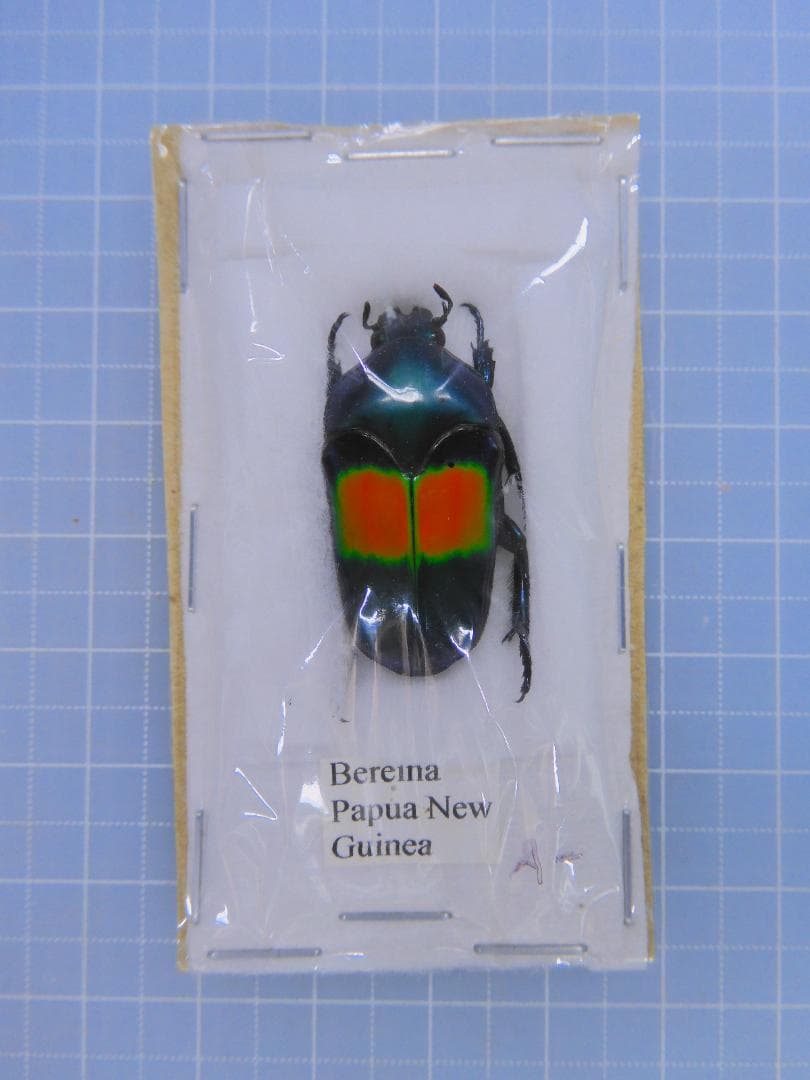 標本 P.N.G Ischiopsopha bennigseni 29mm