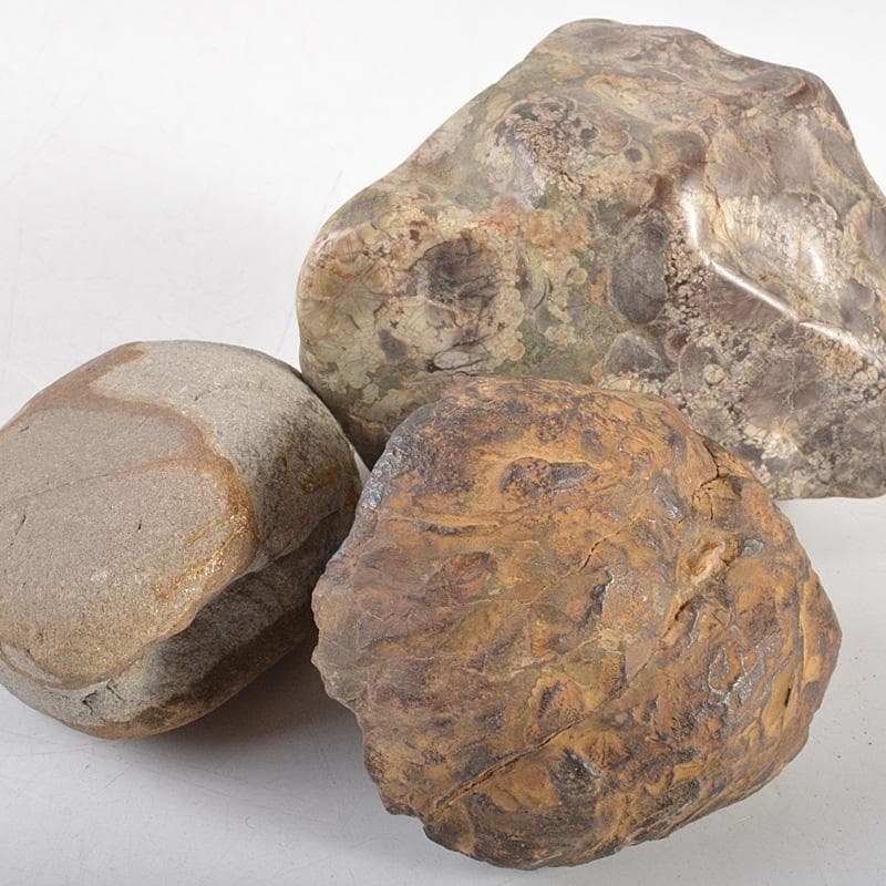 鑑賞石　天然石　木化石　梅化石など　置物　12点まとめて　C　R6254C