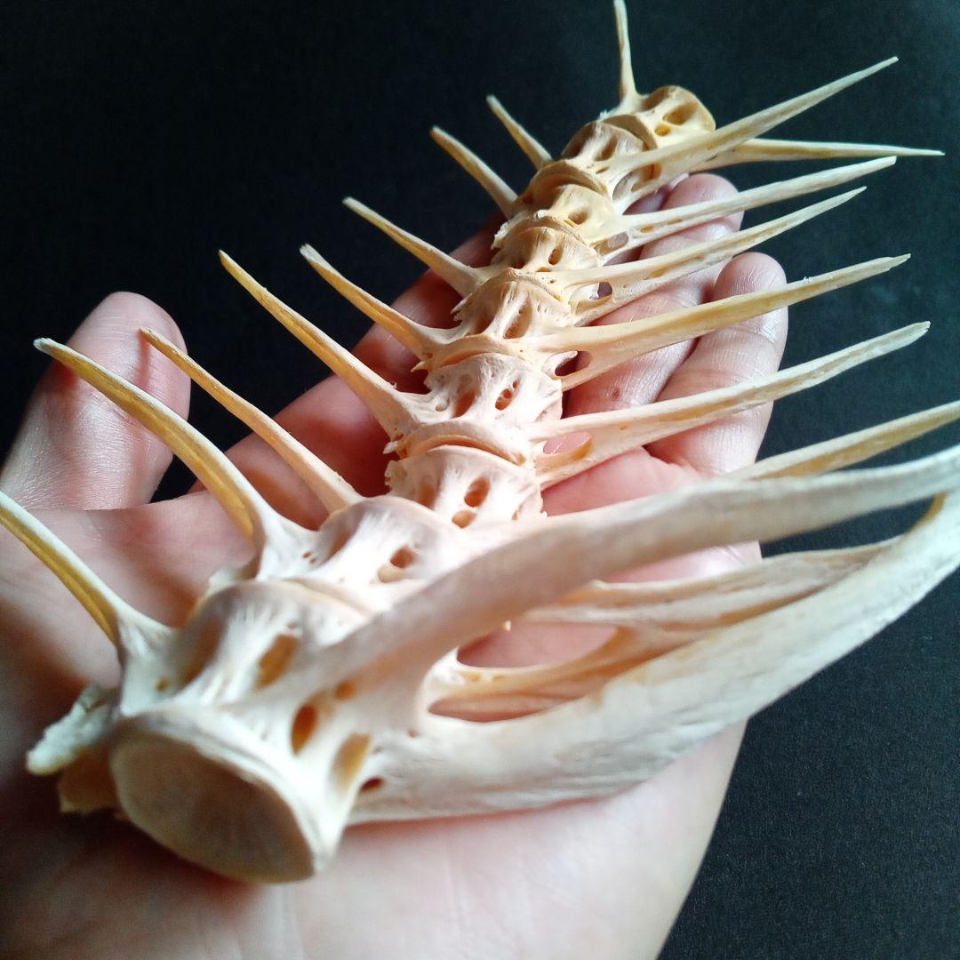 骨格　標本　魚類　ナポレオンフィッシュ　脊椎骨