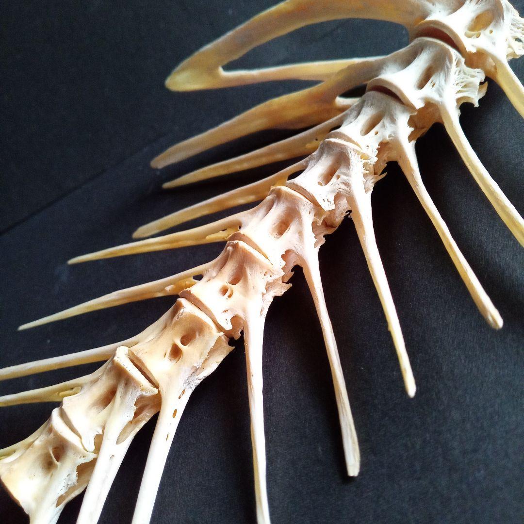 骨格　標本　魚類　ナポレオンフィッシュ　脊椎骨