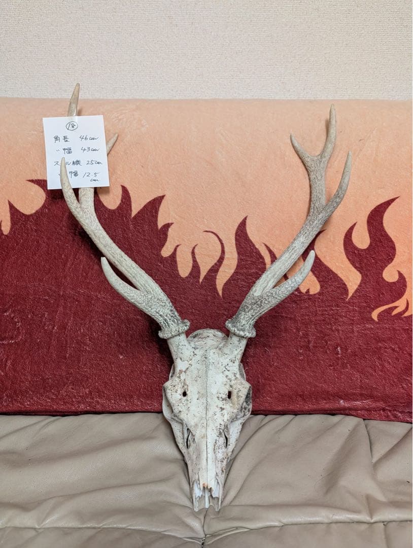 【限定19個】下栗の里　日本鹿　スカル　No.18