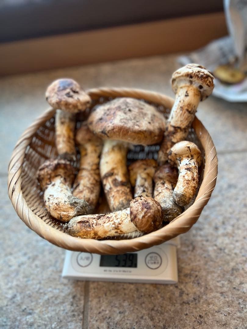 国産　長野県上伊那産　松茸 約539g クール便対応