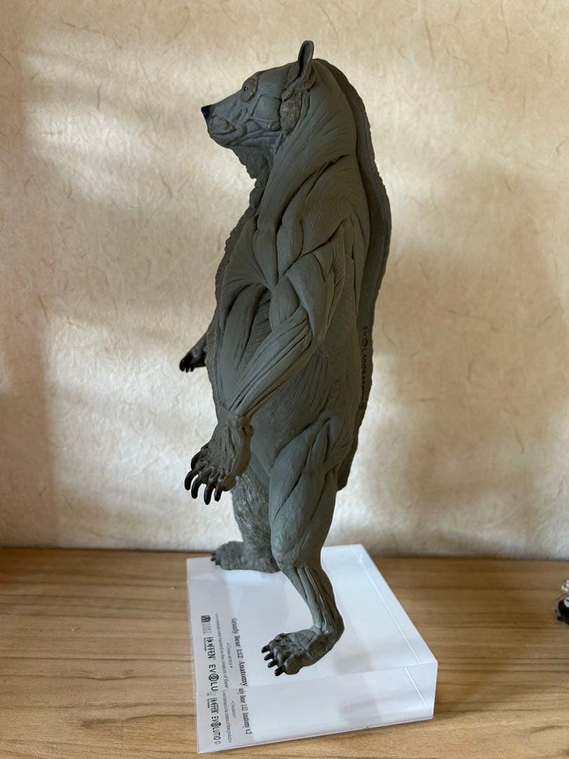 VM anatomy Grizzly Bear 1:12 クマ　熊　フィギュア