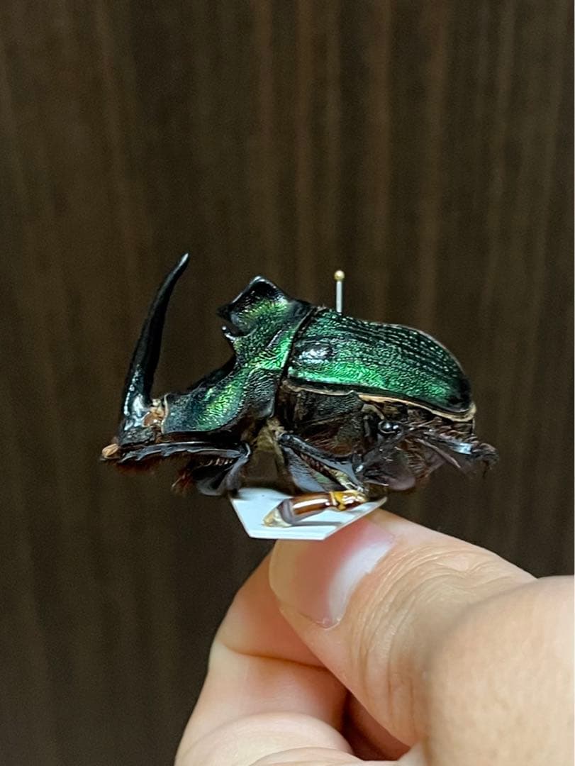 エンシフェルオオニジダイコク　昆虫標本