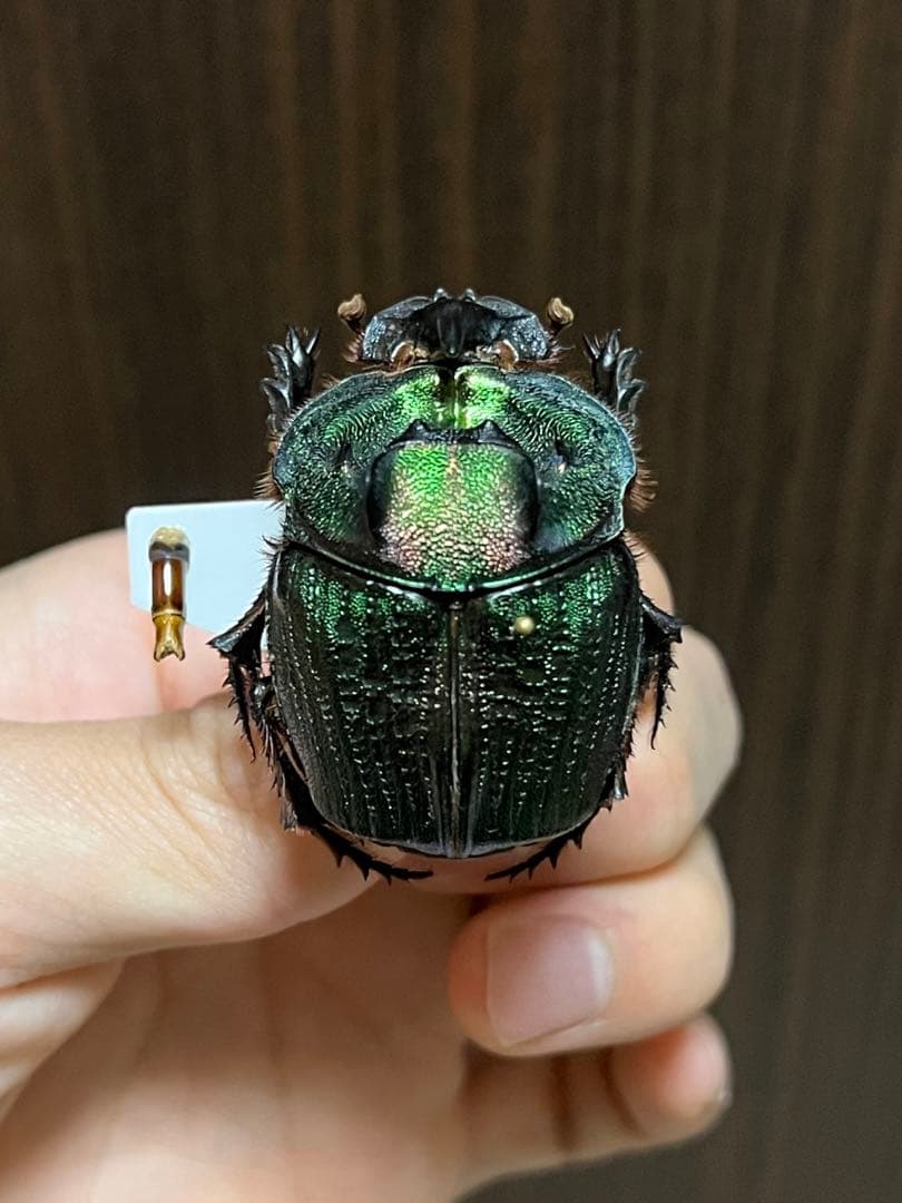 エンシフェルオオニジダイコク　昆虫標本