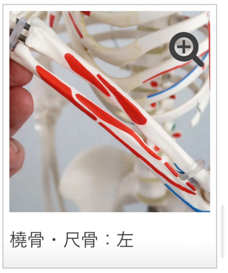 小型全身骨格模型 ショーティー・1/2縮尺型全身骨格モデル　筋・起始停止色表示