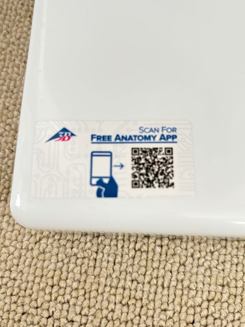 小型全身骨格模型 ショーティー・1/2縮尺型全身骨格モデル　筋・起始停止色表示