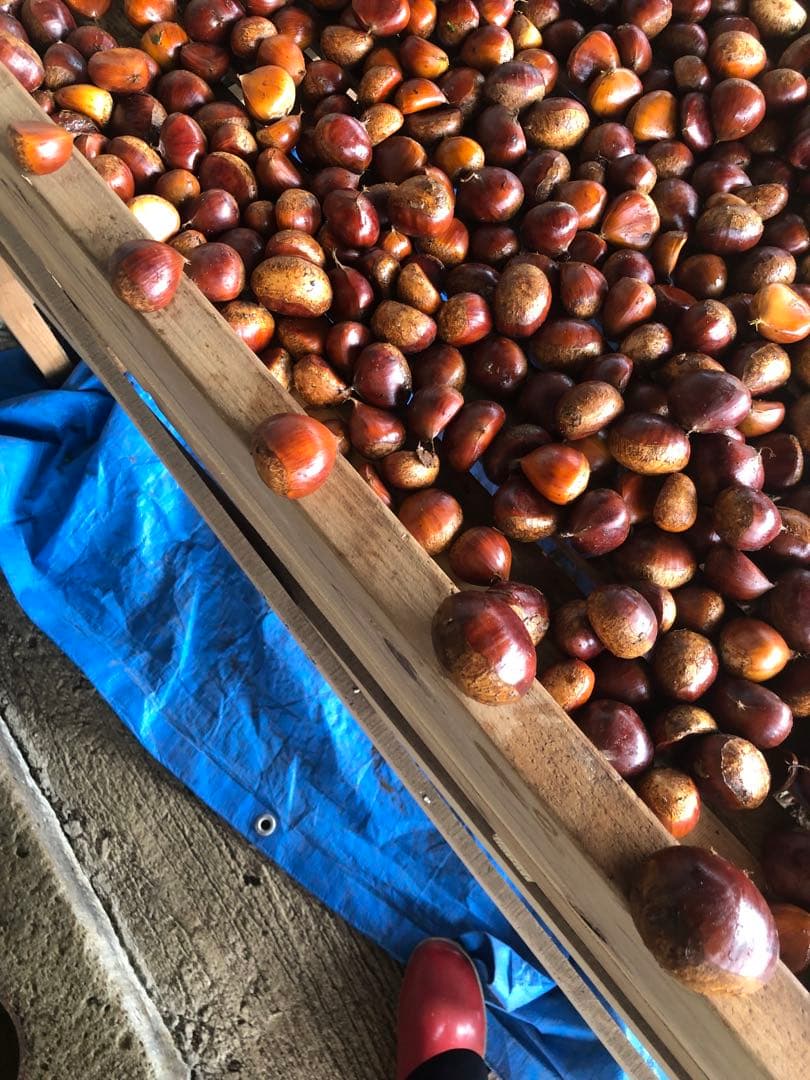 【新月様ご依頼分】専用大粒②ネット＋むき栗②＋手書きクール便＋北海道送料1460