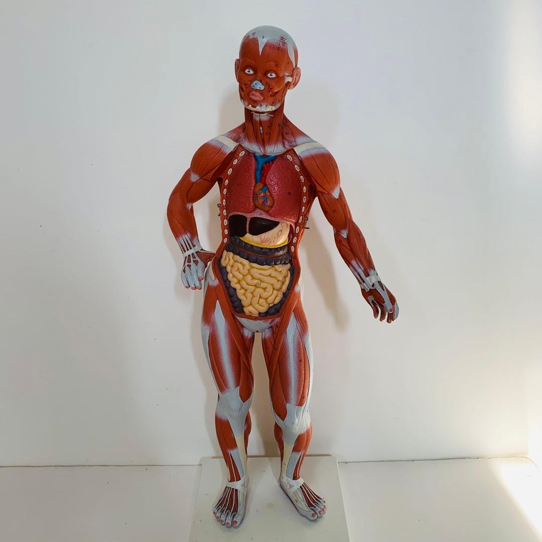 3B scientific 筋肉解剖 模型 1/4倍大・2分解モデル 人体模型