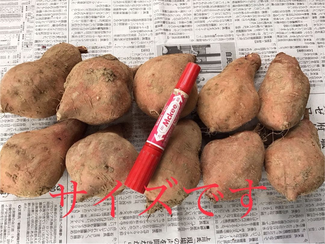 安納芋 どんと20kgさつまいも 種子島産安納芋　MLサイズ #8