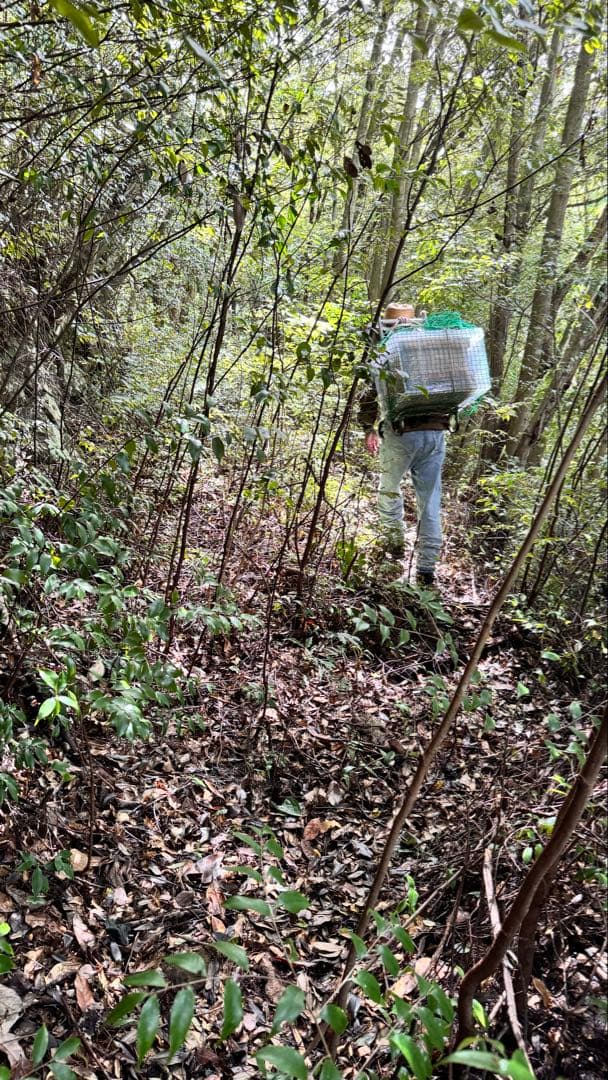 高知県産　生百花蜜　生はちみつ　無添加　非加熱　日本蜜蜂　生きた酵素