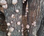 KaoriatKaiさまご予約専用 大分県特産 生どんこ椎茸「秋子」ダブル