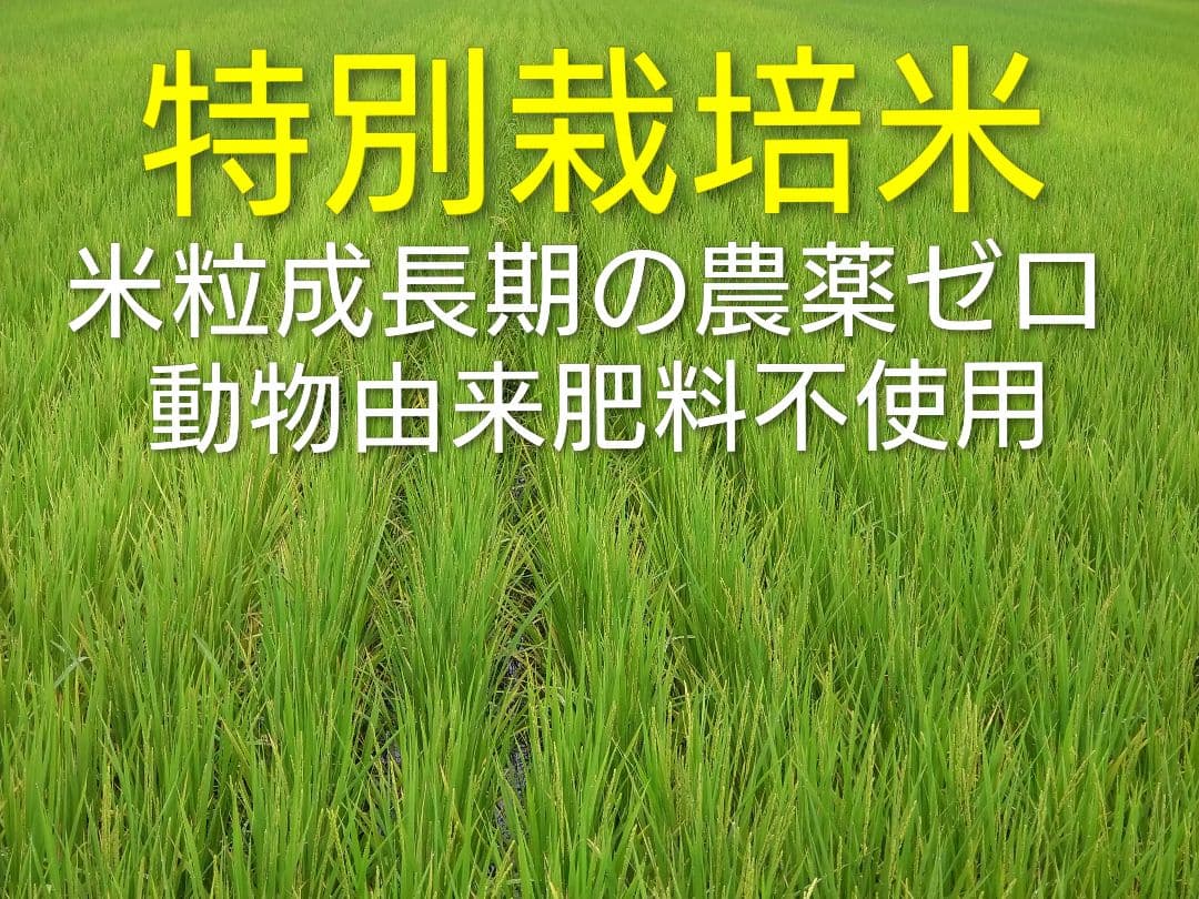 特別栽培米ひとめぼれ９kg　米粒成長期の農薬不使用、化学肥料半減