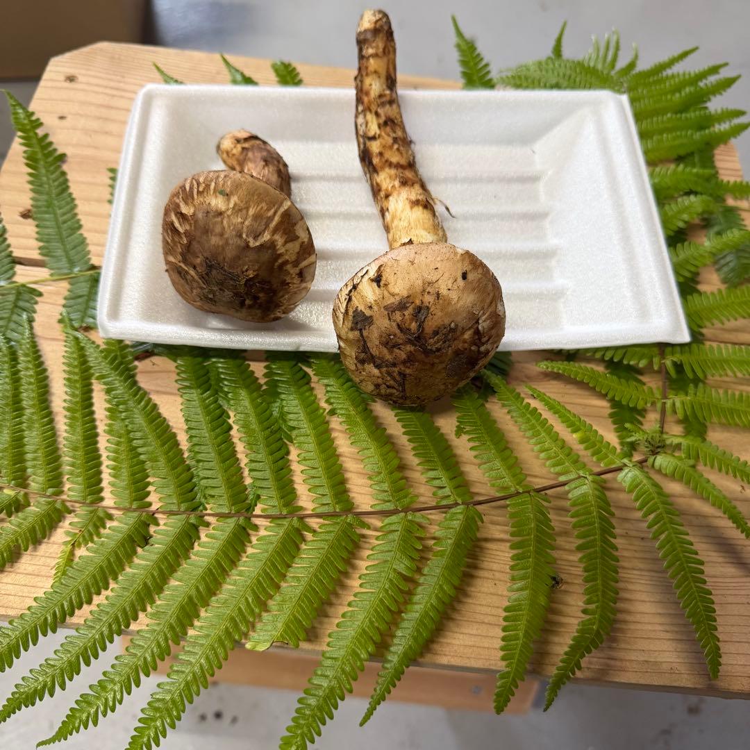 ②なおちゃん即日発送可能採れたて 和歌山県産 天然松茸 2本 102.1g