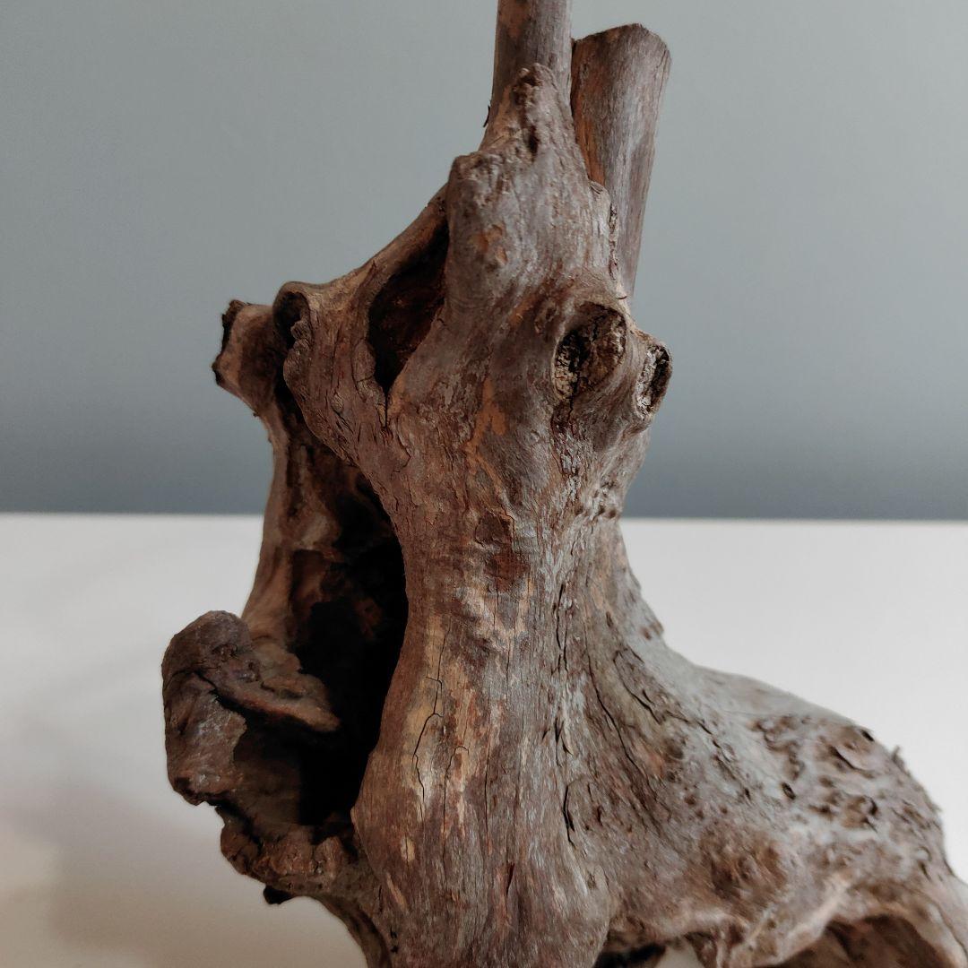 ホーンウッド アクアリウム 爬虫類 登り木 流木 w22×d12×h27
