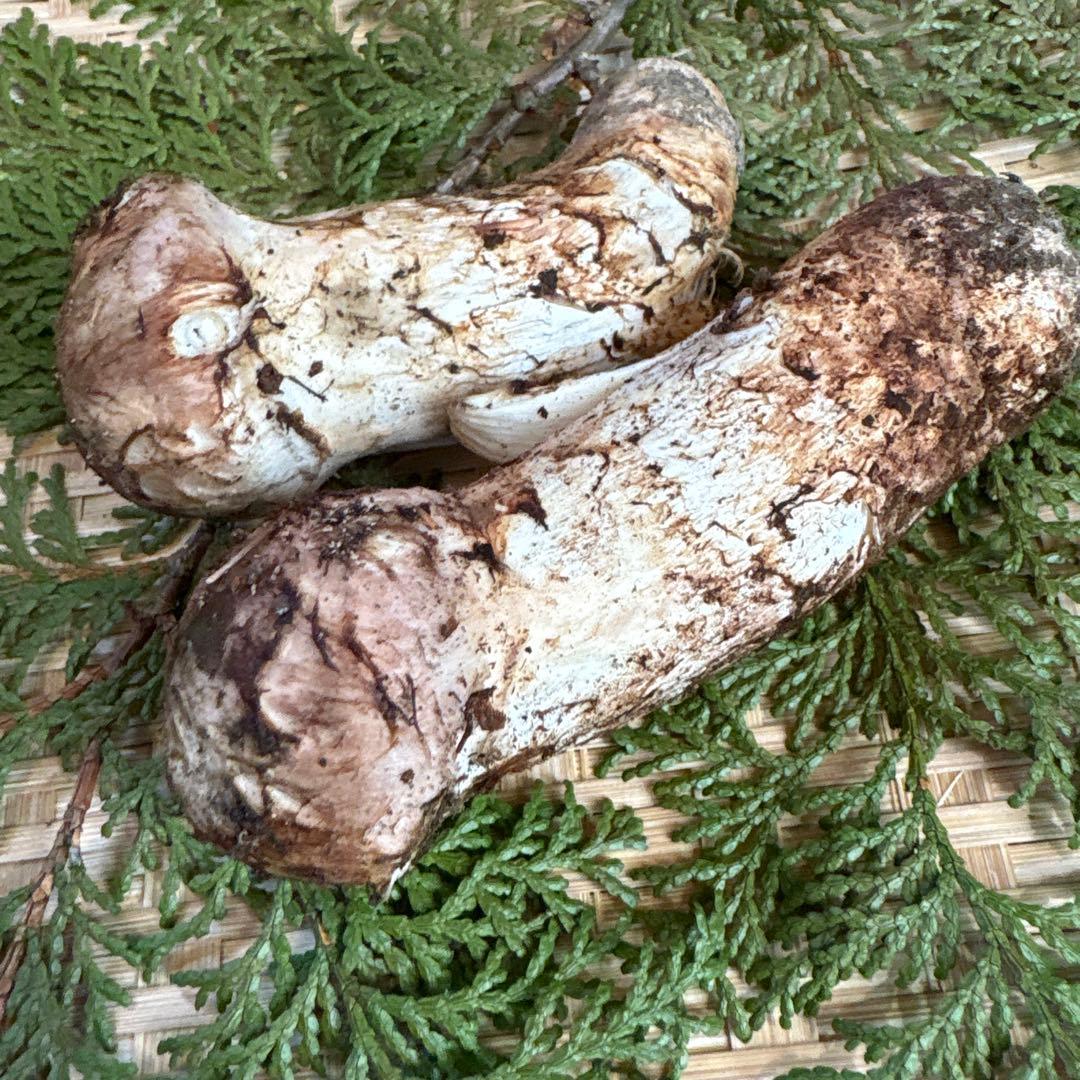 長野県南信州産‼️松茸 2本セット 126g 11/7朝採れ