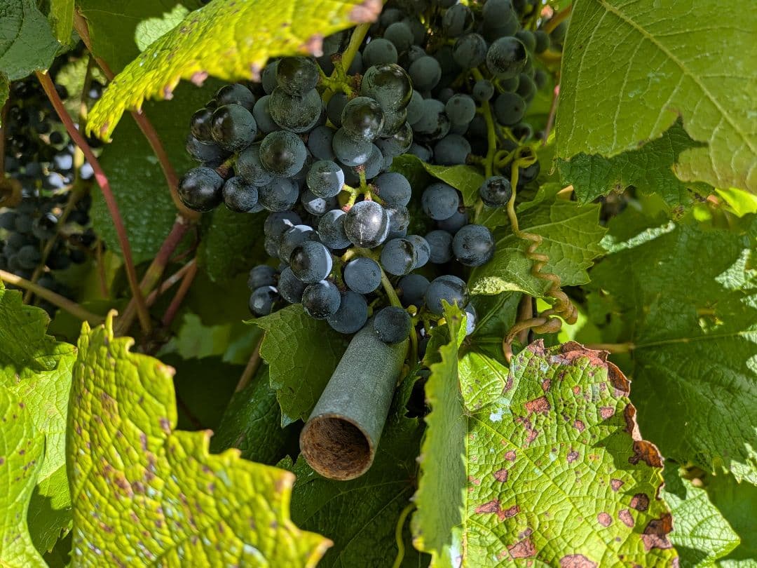 信州産醸造用山葡萄10kg