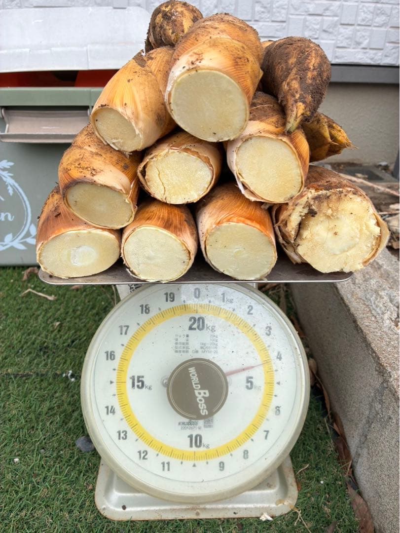 早堀り筍　イタリヤ