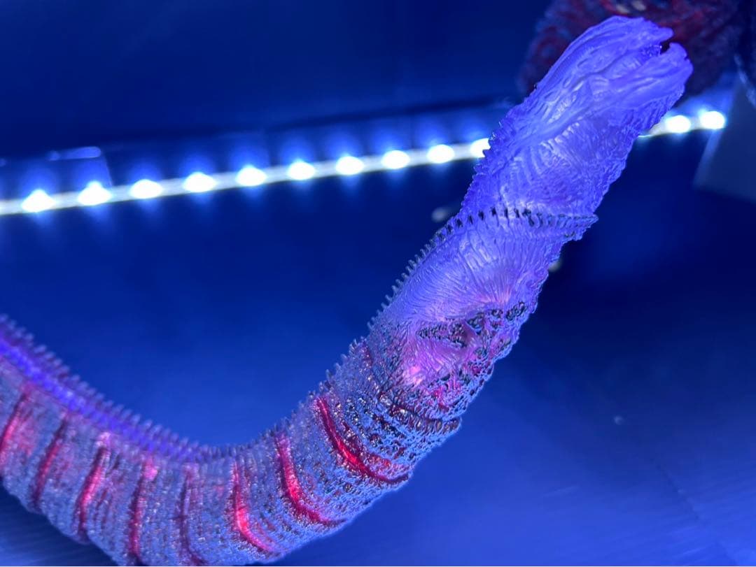 東宝30cmシリーズ　ゴジラ(2016) 少年リック限定版