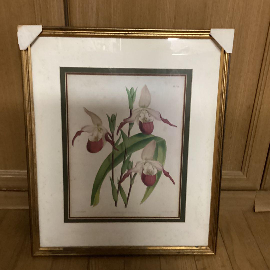 シペリウジウム　カルルム　【蘭科アツモリ草属】シンガポールラッフル