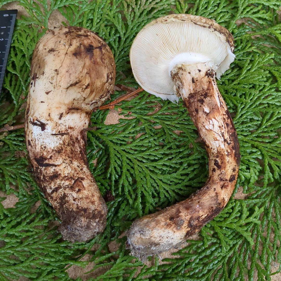 国産松茸 2本 信州産 94g