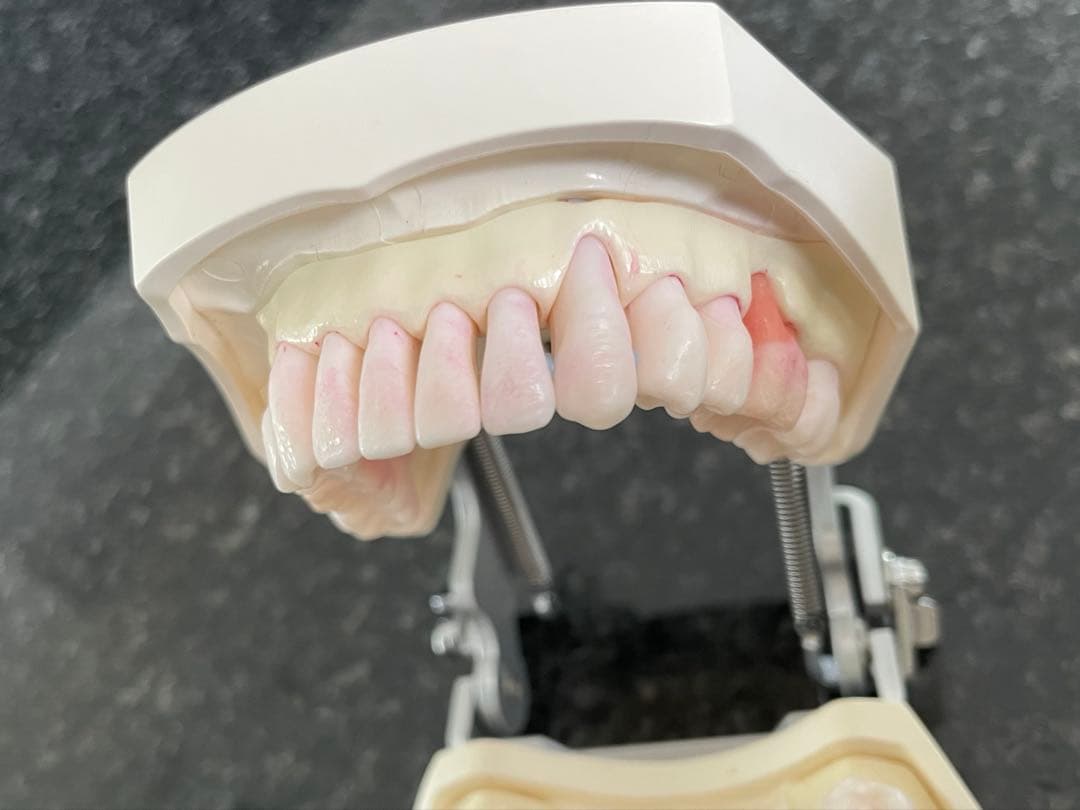 NISSIN 顎模型 ニッシン