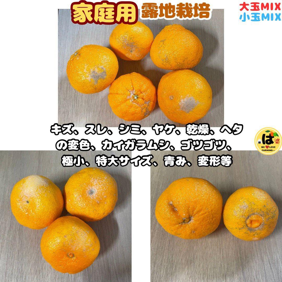 ※確認用　家庭用　大玉MIX箱込み9.5kg以上【露地栽培　不知火　デコポン】