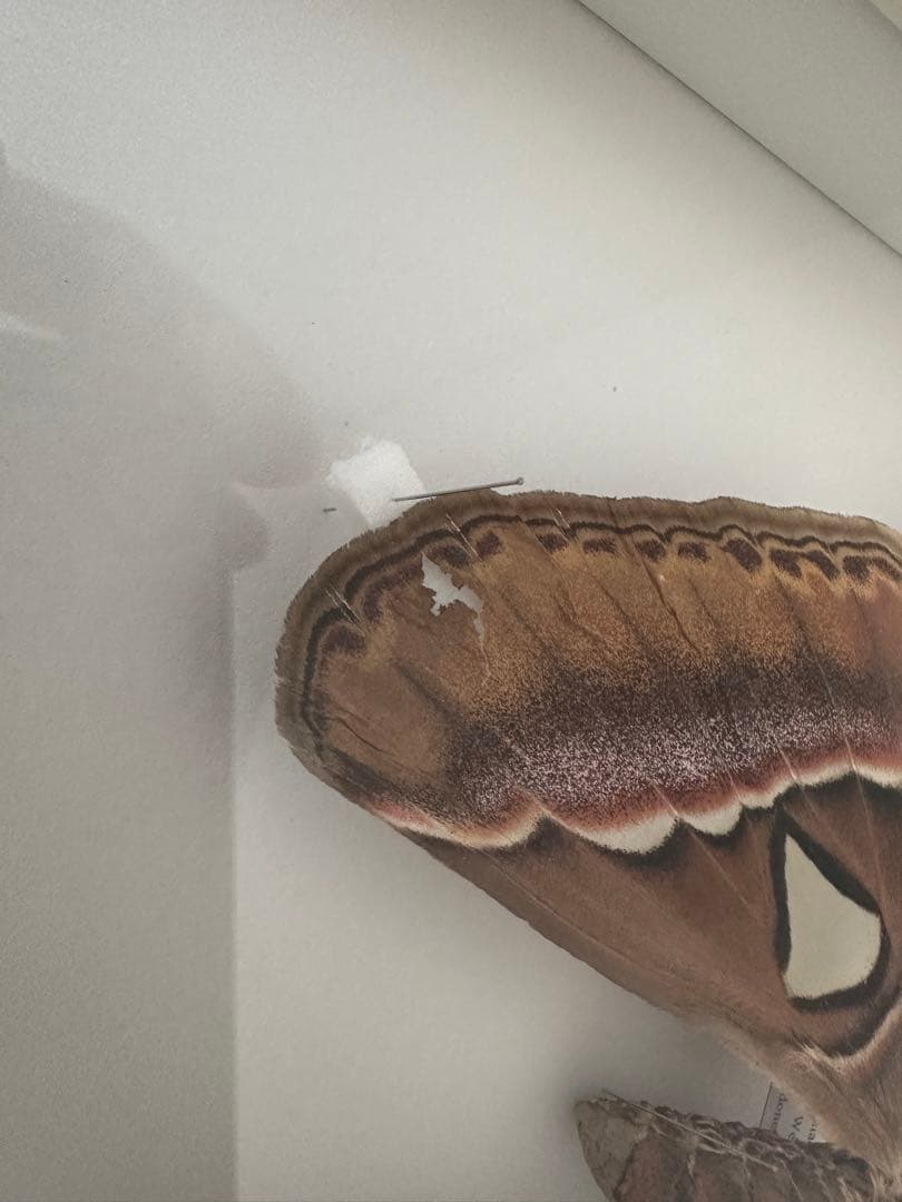 【にこベー★】標本箱ドイツ箱 黒色 UV加工6箱 蝶と蛾の標本