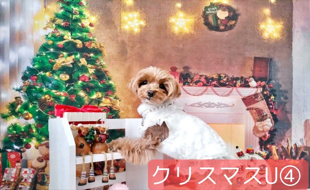 紅葉　背景布秋XD③　ペット撮影用　80×120cm　トリミングチョーカー販売中