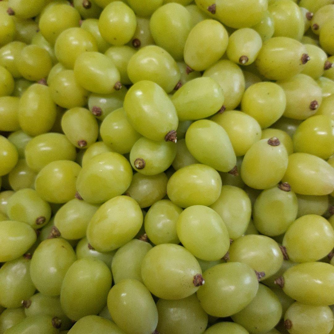 シャインマスカット徳用5.5キロ入りの粒バック入りになります。