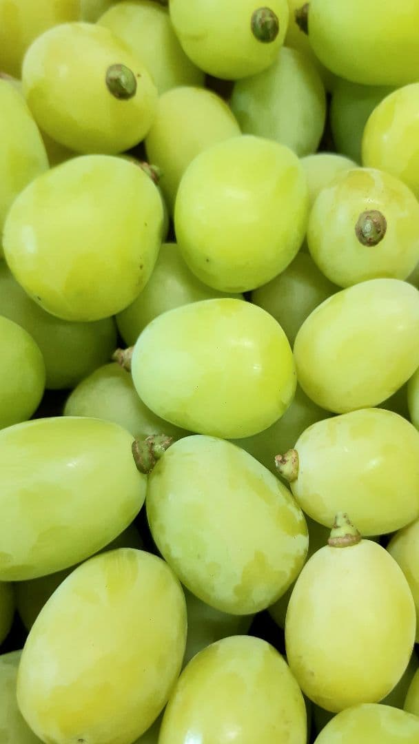 シャインマスカット徳用5.5キロ入りの粒バック入りになります。