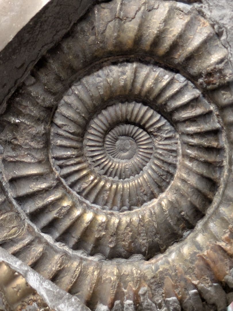 アンモナイト　化石　最高品位　レア産地　標本　鉱物