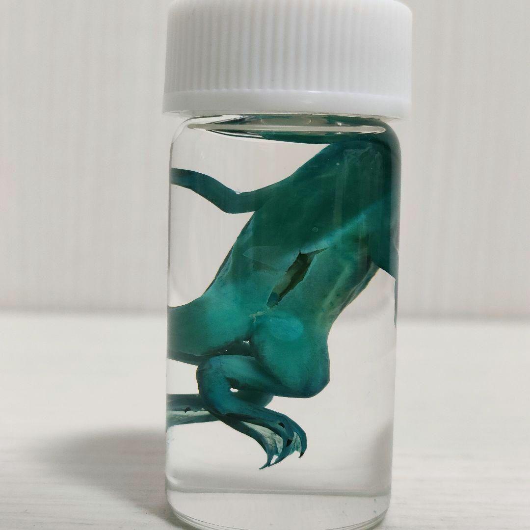 【専用出品】ミニ透明標本作製キット（中級）×2個 軟骨染色済に変更