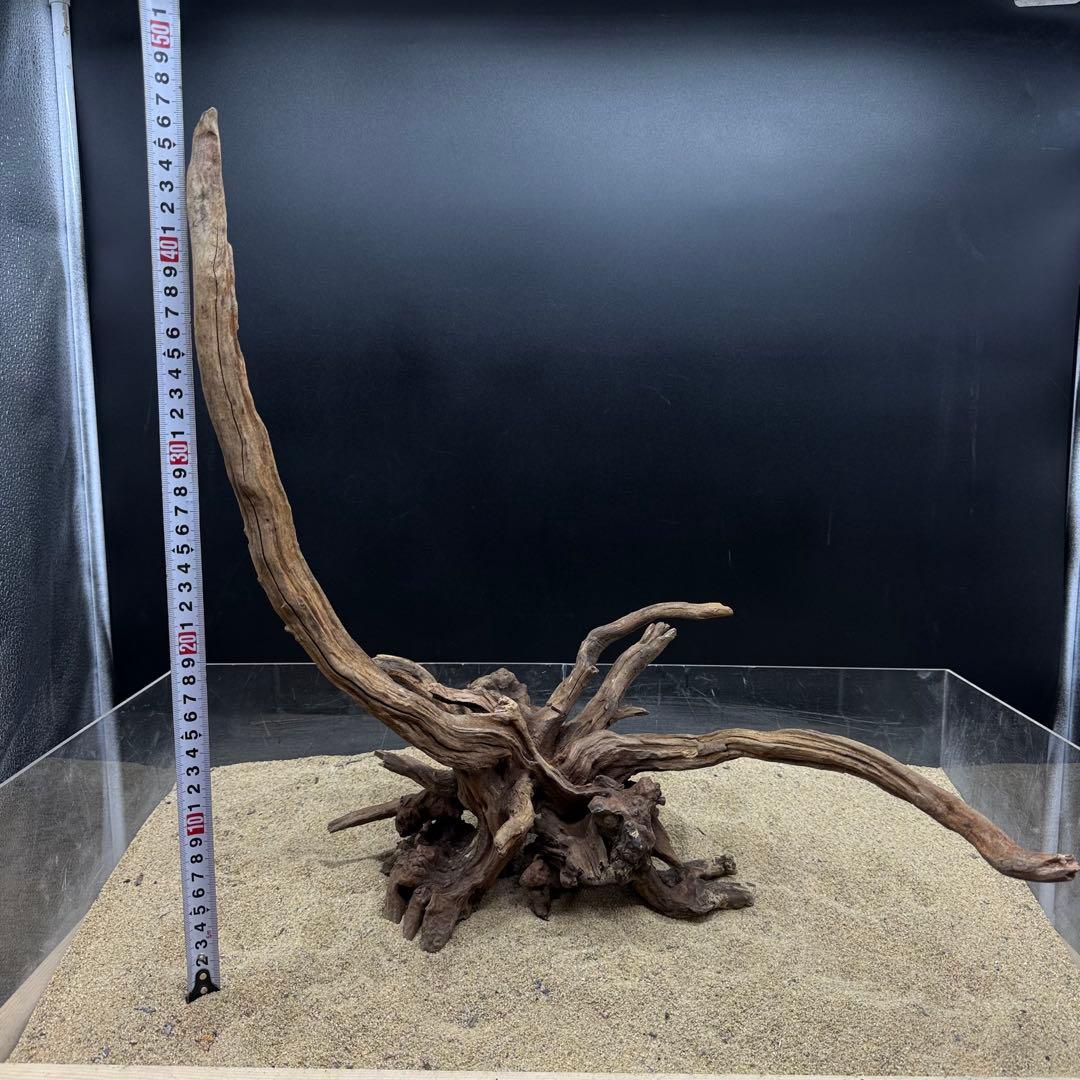 MSRW-7171 天然流木2本セット　スリムウッド　アクアリウム