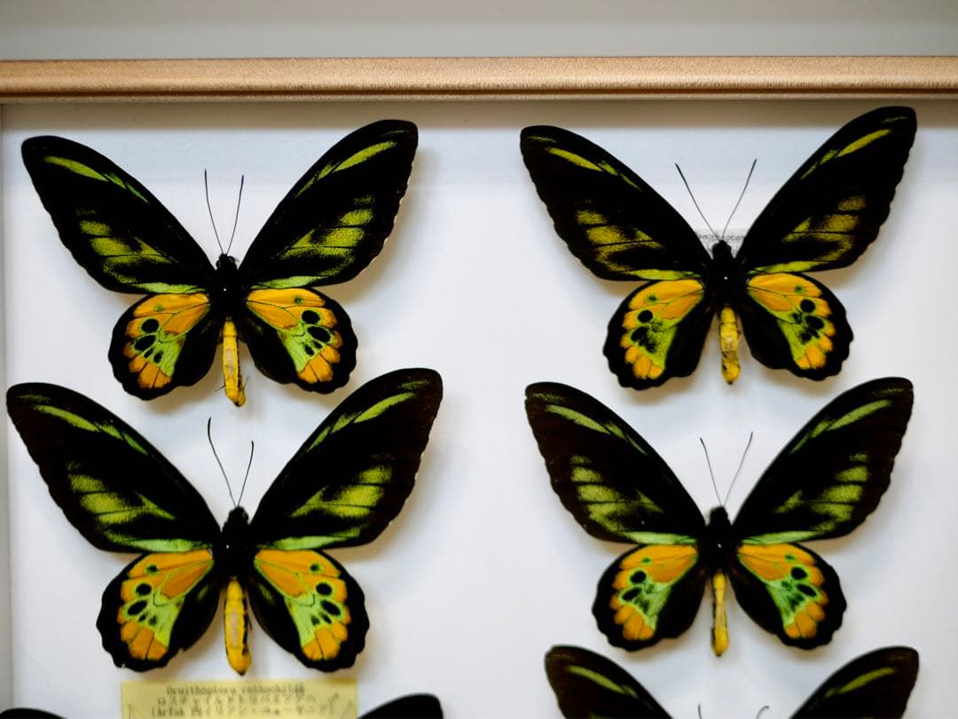 蝶標本  ロスチャイルドトリバネアゲハ 産地別コレクション 研究用 大型ドイツ箱