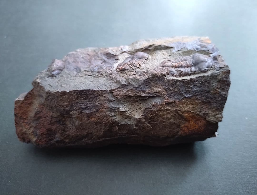 【カンブリア紀】チェツェ産珍しい三葉虫 エリプソセファルス・ホッフィの化石