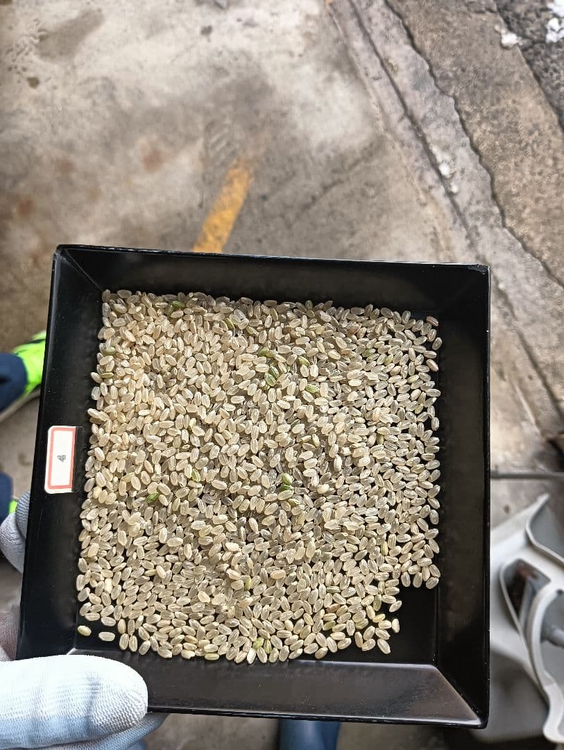 令和7年度　まっしぐら（玄米）20kg