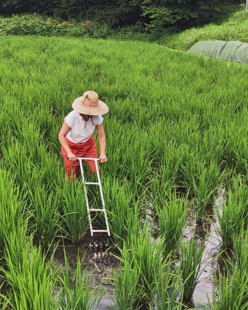 ★自然栽培米　玄米5kg　令和7年度　熊本県産　森のくまさん★