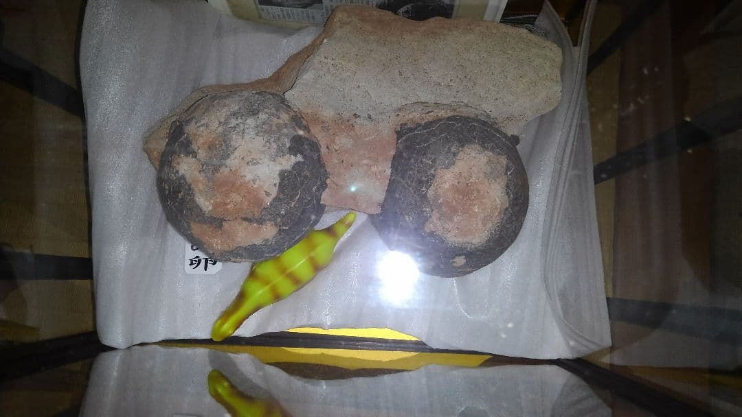 恐竜の卵　1億年前の天然化石