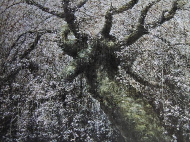 堀研、【神原枝垂れ桜】、希少な額装用画集より、新品額装付