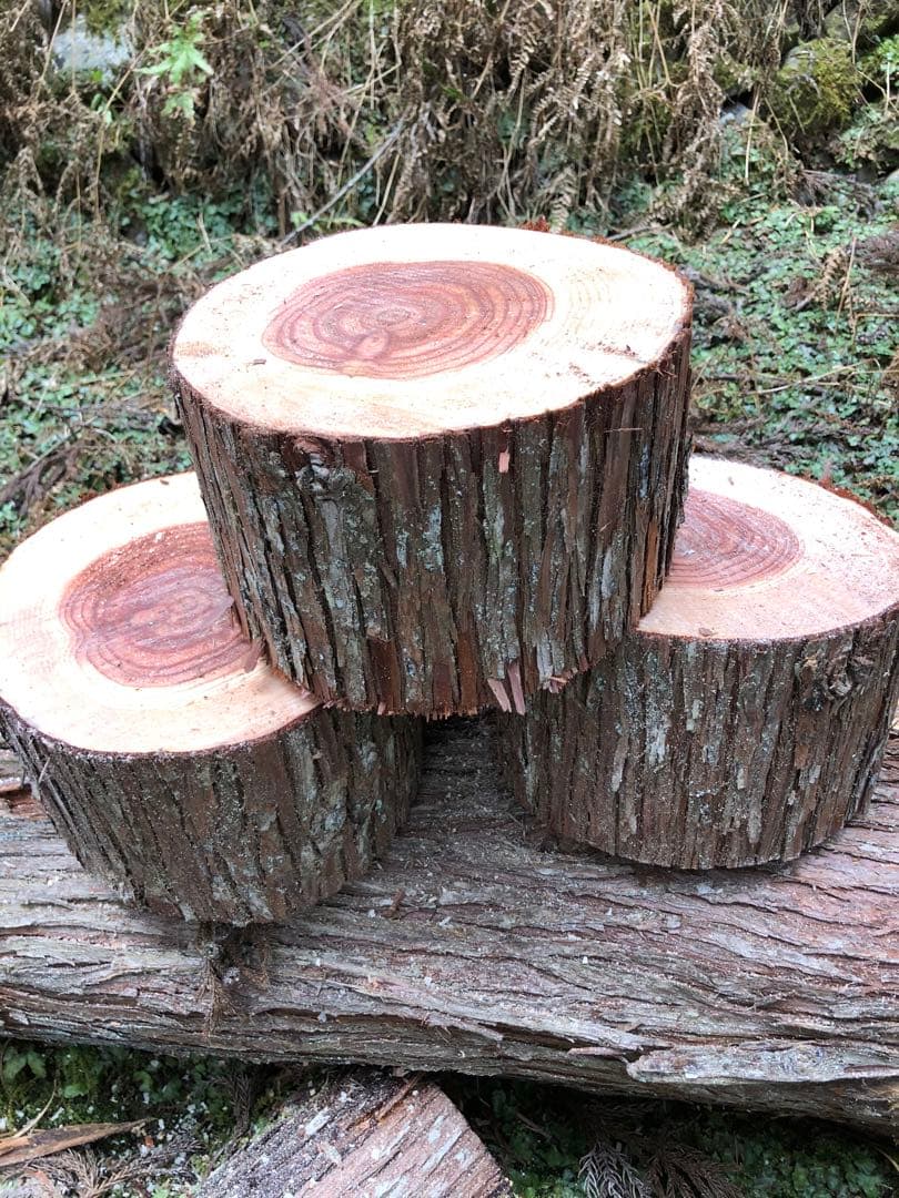 すずめ杉　丸太　6点