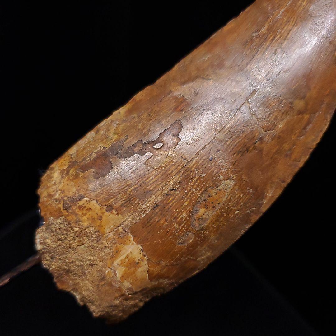 カルカロドントサウルス 歯 化石 本物 モロッコ産 99.24mm fr92