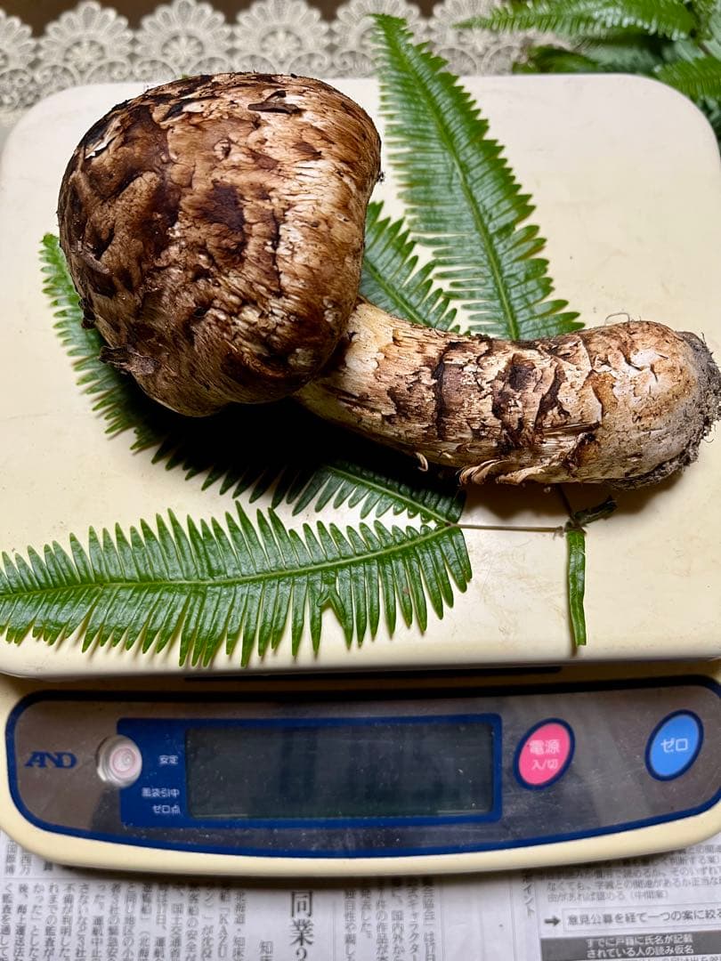 【専用です】天然松茸　採れたて松茸　良品1本185g 国産