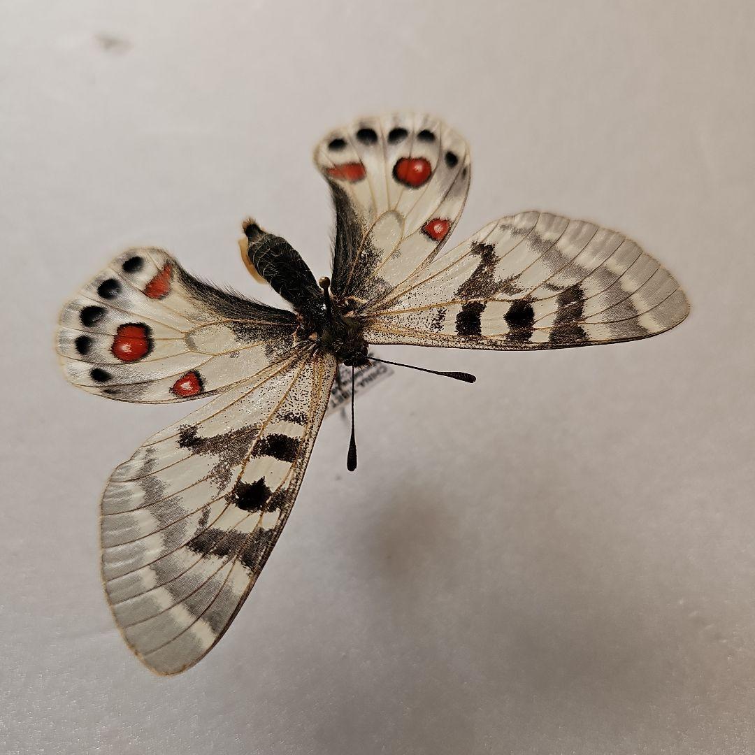 チャールトンウスバ原亜種　雌