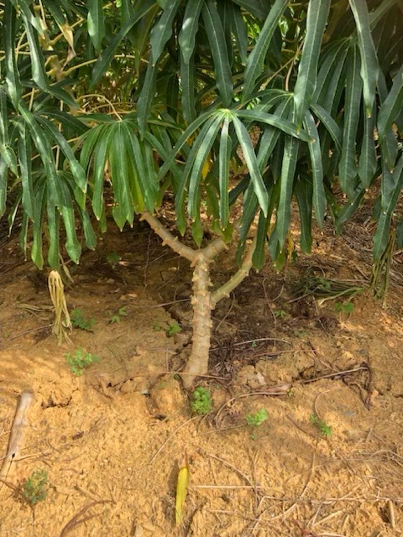 徳之島産キャッサバ薄黄色生芋20キロ入り